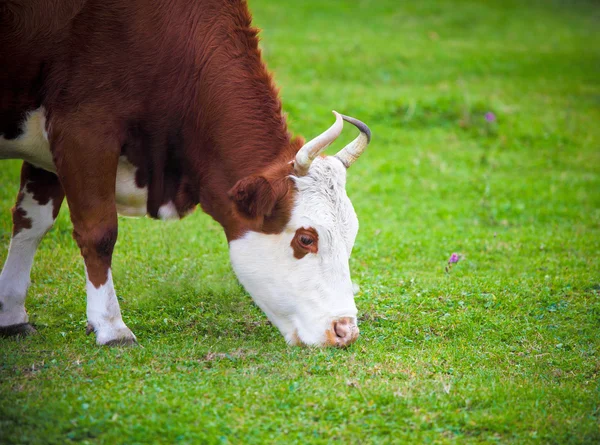 Portrait of the white and brown cow — Stock Photo, Image