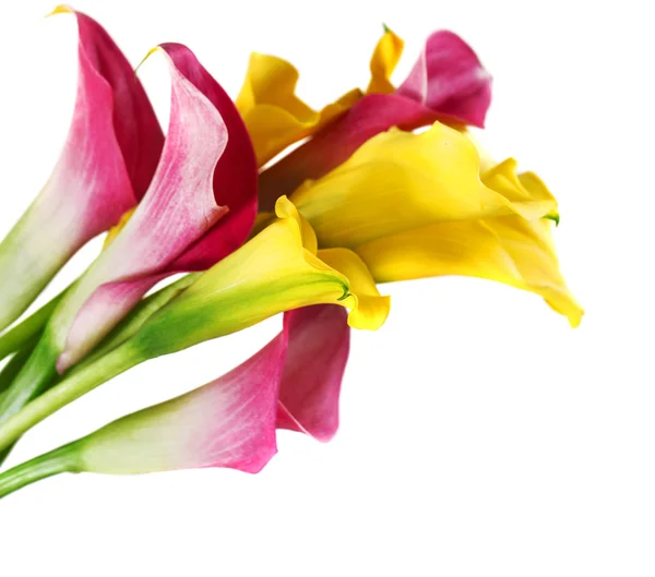 Bunch of yellow and pink cala lilies — Stock Photo, Image