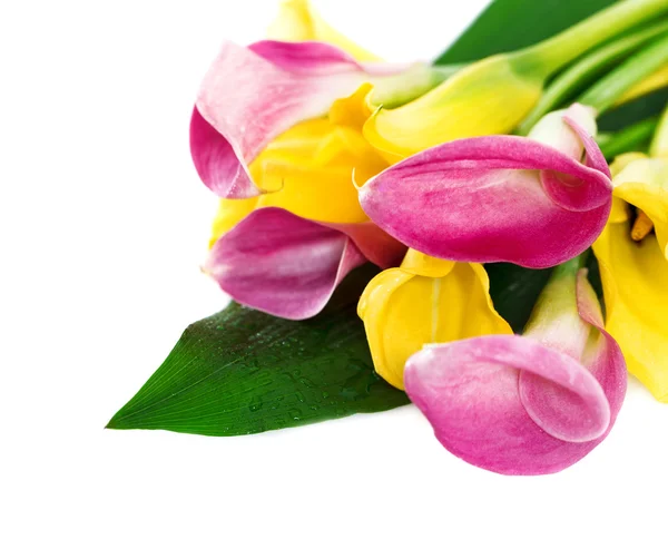 Ein Bündel gelber und rosa Cala-Lilien — Stockfoto