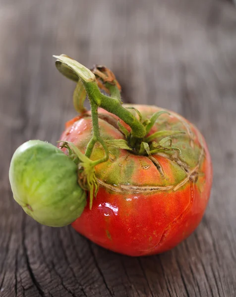 Tomates rojos húmedos en el tablero de madera —  Fotos de Stock