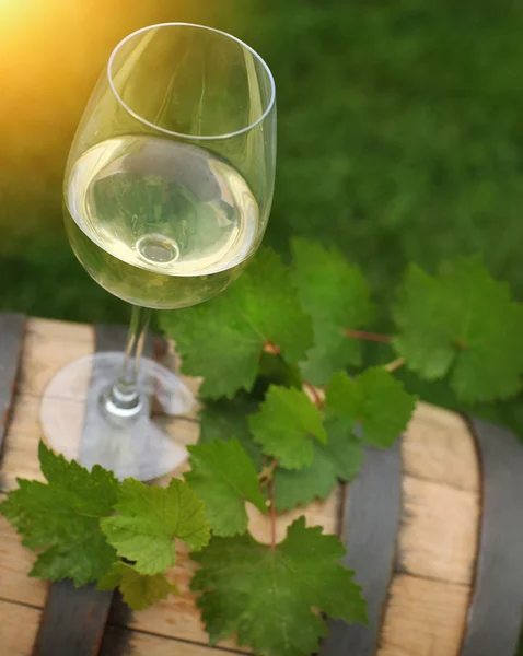 One glass of white wine and green leaves — Stock Photo, Image