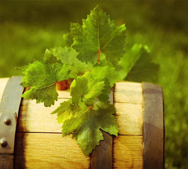 Green leaves of the grape on the wine barrel — Stock Photo, Image