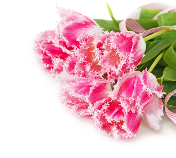 Beautiful tulips — Stock Photo, Image