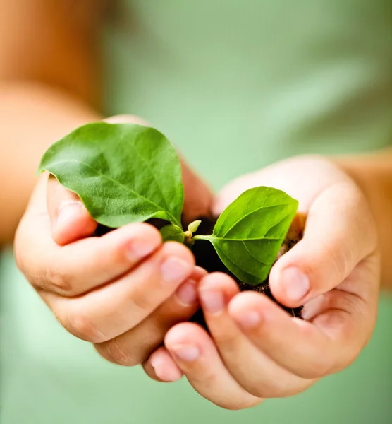 Criança segurando pouca planta — Fotografia de Stock