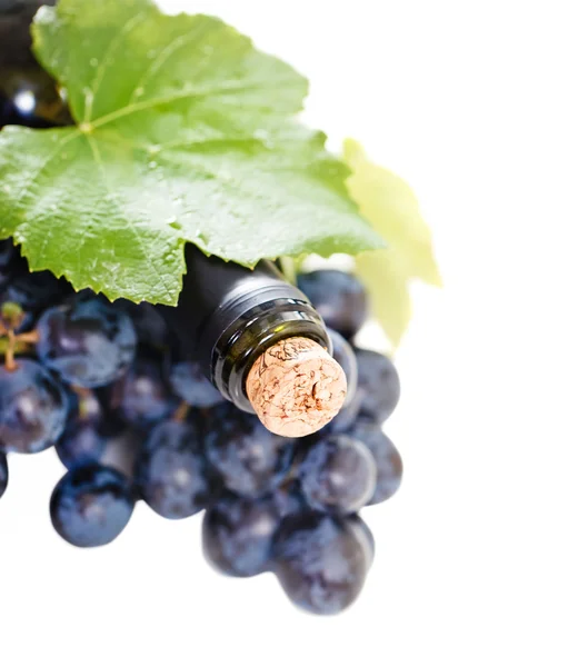 Beyaz arka plan üzerinde şarap kavramı — Stok fotoğraf