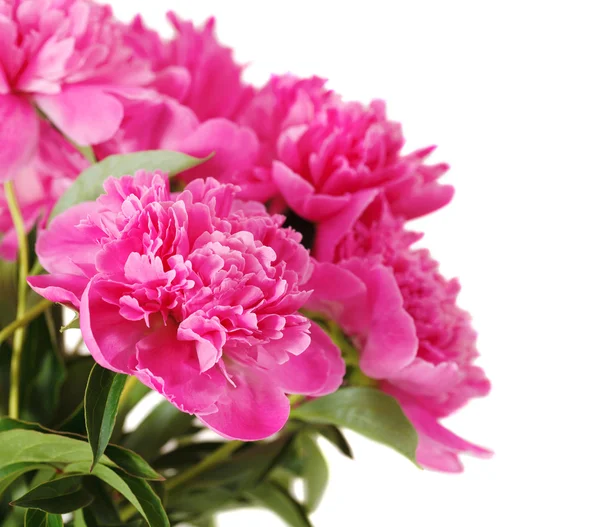 Flores de peônia rosa isoladas em branco — Fotografia de Stock