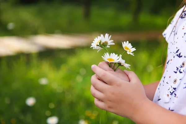 Madeliefjes in handen van een kind. zonnige voorjaar achtergrond. Close-up. — Stockfoto