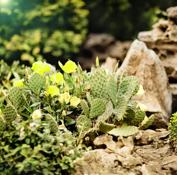 Bloeiende cactus geel — Stockfoto