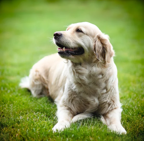 黄金のラブラドル ・ レトリーバー犬 — ストック写真