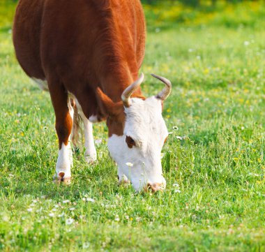 Beyaz ve kahverengi inek portresi kapatmak
