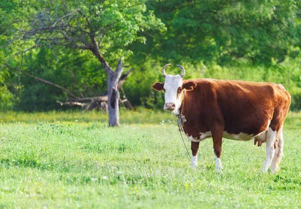 Retrato de cerca de la vaca blanca y marrón —  Fotos de Stock