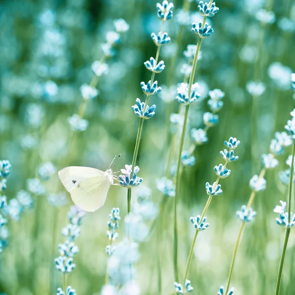 Belo detalhe de um campo de lavanda — Fotografia de Stock