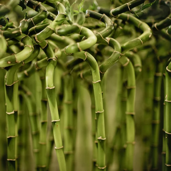 Bambus tło. płytkie dof — Zdjęcie stockowe