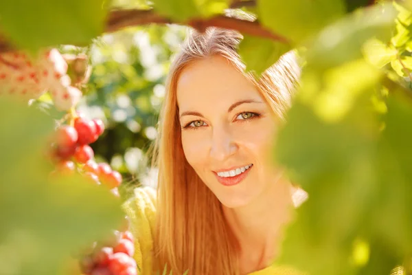 Vrouw wijnbouwer plukken druiven — Stockfoto