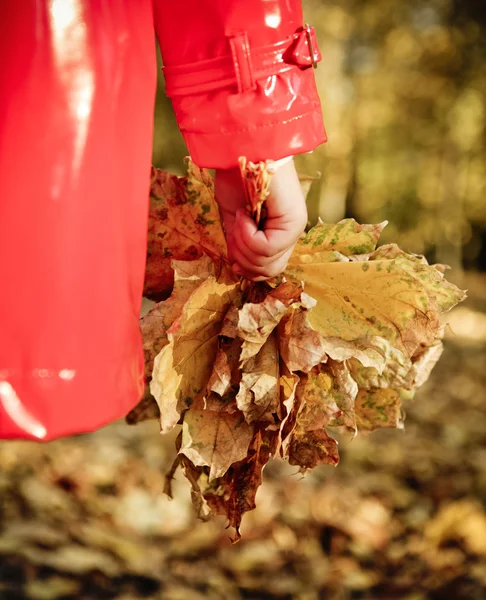 Klein meisje herfstbladeren houden in het park van de schoonheid — Stockfoto