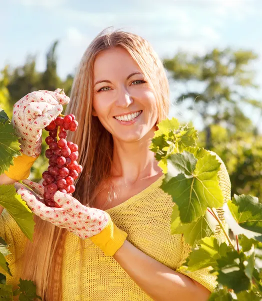 Kvinna winegrower plocka druvor — Stockfoto