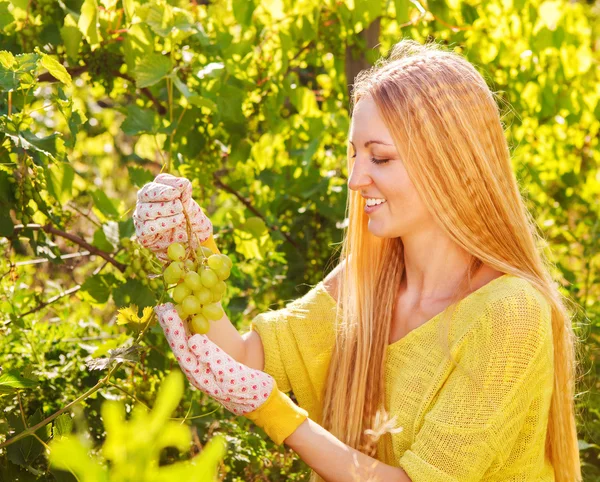 Woman winegrower picking grapes at harvest time — Stock Photo, Image