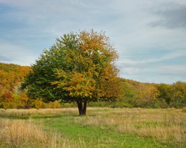Yalnız güzel sonbahar elma ağacı