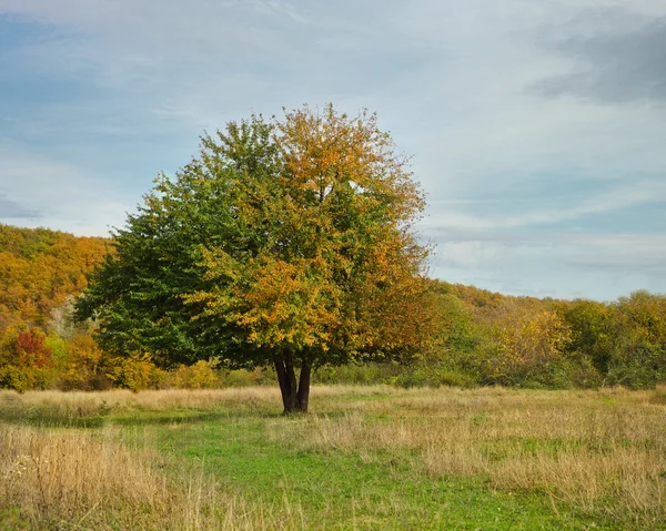 Lonely beautiful autumn apple tree — Stock Photo, Image
