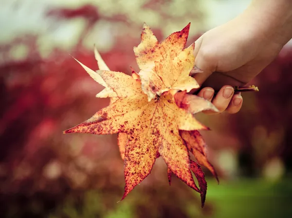 Hand av en kvinna med maple lämnar — Stockfoto