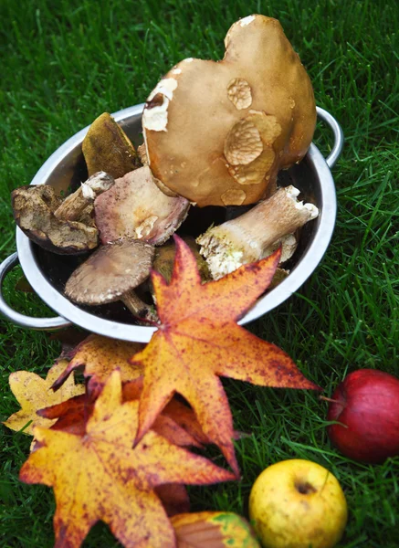 Feuilles d'érable, champignons et pommes d'automne — Photo
