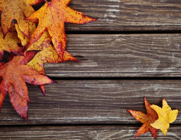 Herbst Hintergrund mit Ahornblättern — Stockfoto