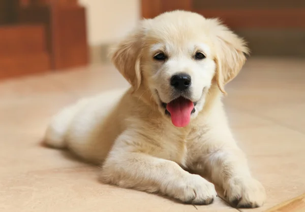 Filhote de cachorro golden labrador retriever Fotos De Bancos De Imagens Sem Royalties