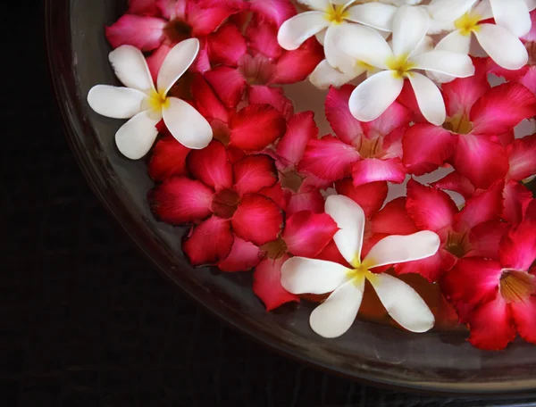 Wasserschale mit rosa und weißen Blüten — Stockfoto