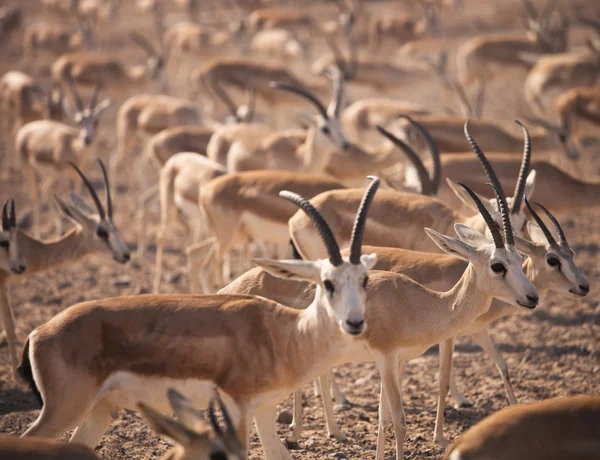 Gazelles. Arabian Wildlife in natural habitat — Stock Photo, Image