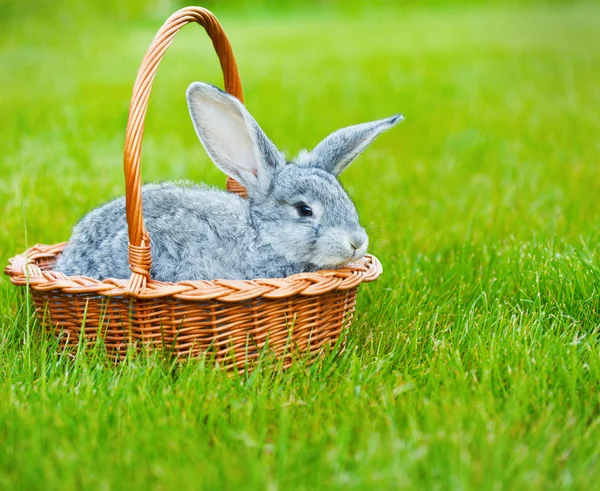 Cute little grey rabbit on green grass — Stock Photo, Image