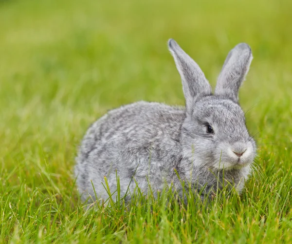 Ładny mały szary królik na zielonej trawie — Zdjęcie stockowe