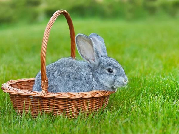 Cute little grey rabbit in the basket on green grass — Stock Photo, Image