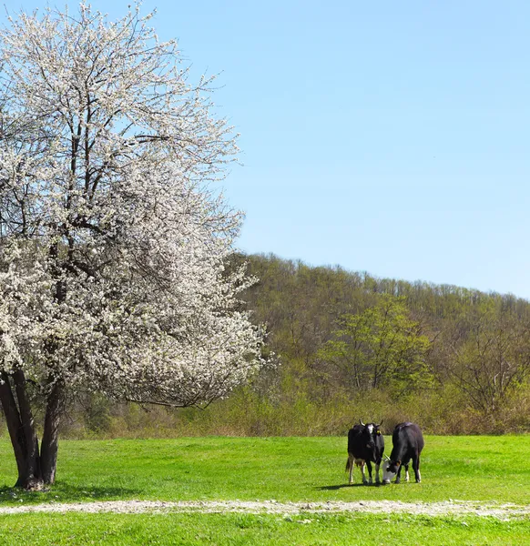 Un solo árbol solitario en flor con dos vacas cerca —  Fotos de Stock