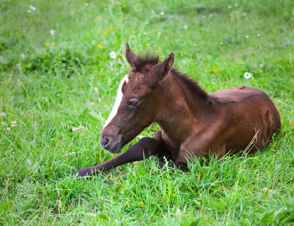 Newborn baby horse on the green grass — Stock Photo, Image