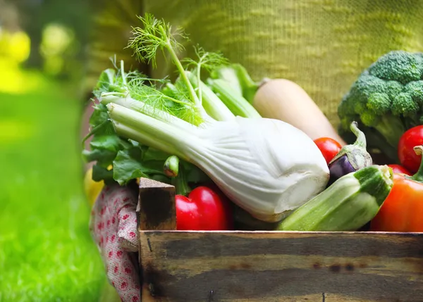 Femme portant des gants avec des légumes frais dans la boîte dans son han — Photo