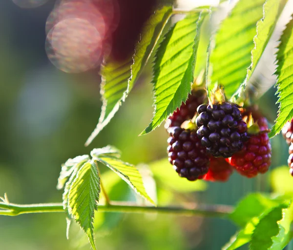 Bunch of blackberries — Stock Photo, Image