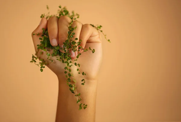 Närbild Foto Kvist Med Gröna Blad Kvinnlig Hand Isolerad Över — Stockfoto