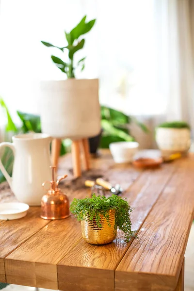 Domácí Zahradničení Detailní Foto Záběr Rustikální Styl Dřevěný Masivní Stůl — Stock fotografie