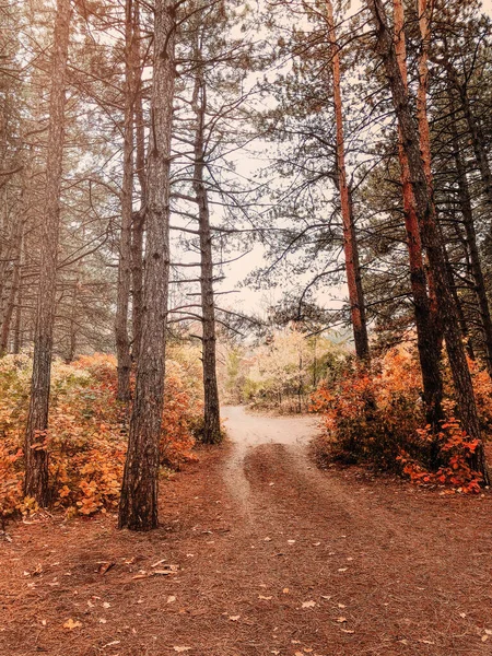 Foto Paesaggistica Stile Seppia Cupa Giornata Autunnale Nebbiosa Foresta Accigliata — Foto Stock