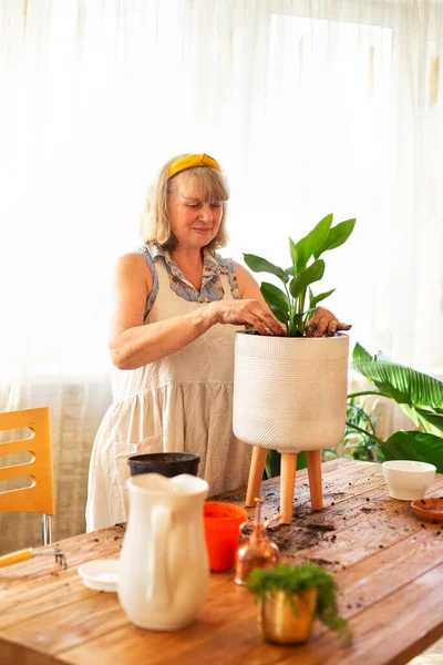在自家花园工作的围裙中微笑着的高加索老年妇女 照顾室内植物 移植后的退休女性在瓷壶中浇灌室内植物 — 图库照片