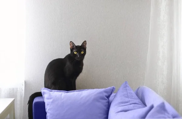 Schwarze Katze Auf Sofa Mit Sehr Peri Kissen Und Plaids — Stockfoto
