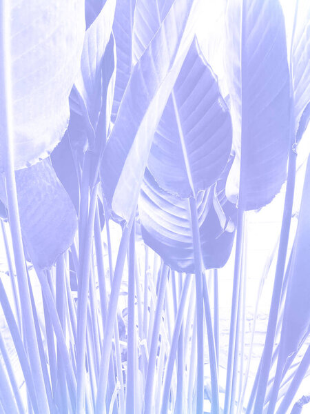 Spring floral tropical background. Stylized photo shaded in bright light violet color of growing Anthurium leaves isolated on white, soft focus. Color of 2022 year, very peri