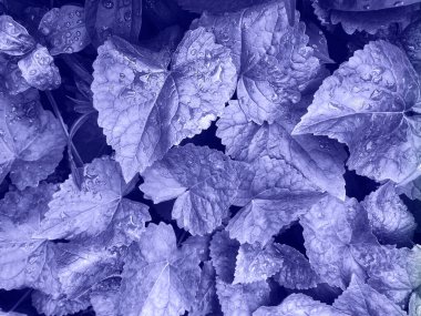 Taze ıslak yapraklardan yapılmış arka plan. Damlalarla birlikte. Yaratıcı bir geçmiş. 2022 'nin rengi, çok canlı, tonlu.