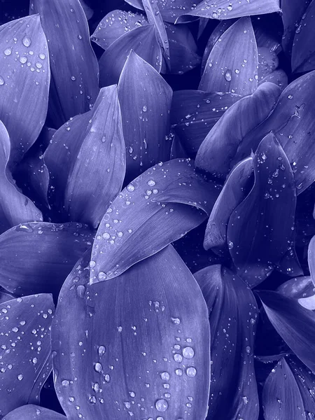 Hintergrund Aus Frischen Nassen Sehr Peri Blättern Mit Tropfen Kreativer — Stockfoto