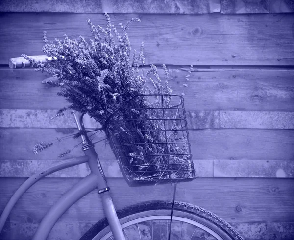 Vintage Bycicle Καλάθι Λουλούδια Λεβάντας Κοντά Στον Ξύλινο Τοίχο Χρώμα — Φωτογραφία Αρχείου