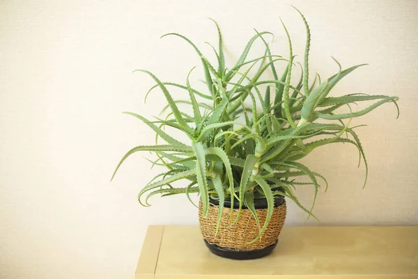 Potted Aloe Vera Krukväxt Bordet Mot Beige Vägg Grön Saftig — Stockfoto