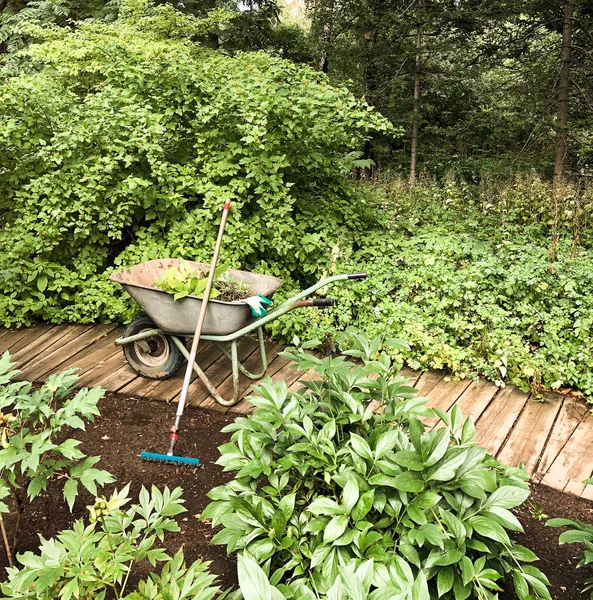 Brouette Râteau Dans Jardin Verdoyant Sur Chemin Bois Outils Jardinage — Photo