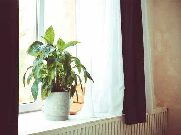 Zelená Rostlina Slunci Proti Šedé Betonové Stěně Spathiphyllum Nebo Peace — Stock fotografie