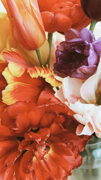 Humeur Printanière Gros Plan Bouquet Fleurs Tendres Tulipes Fraîches Multicolores — Photo