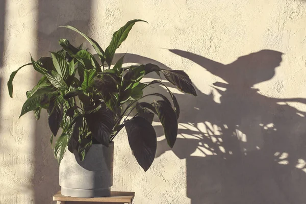 绿色室内植物 阳光照射在灰色混凝土墙壁上 Spathiphyllum或Peace Lily在木架上的花盆里 室内植物夏季护理 家庭园圃及植物护理概念 图库图片